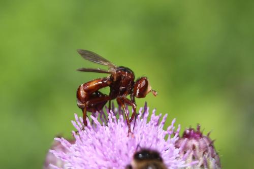 Sicus ferrugineus